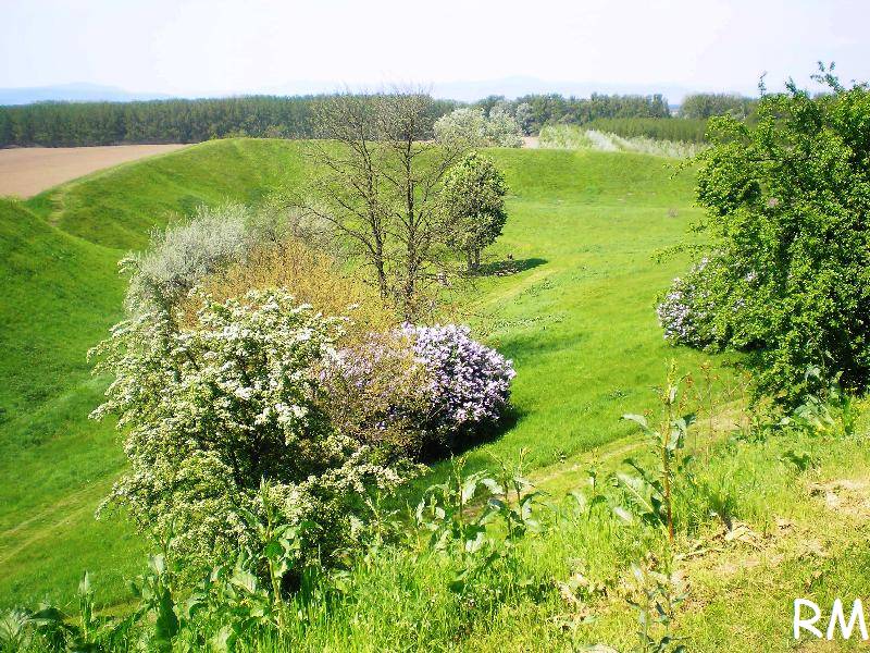 vissza