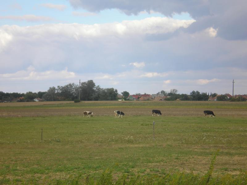 vissza
