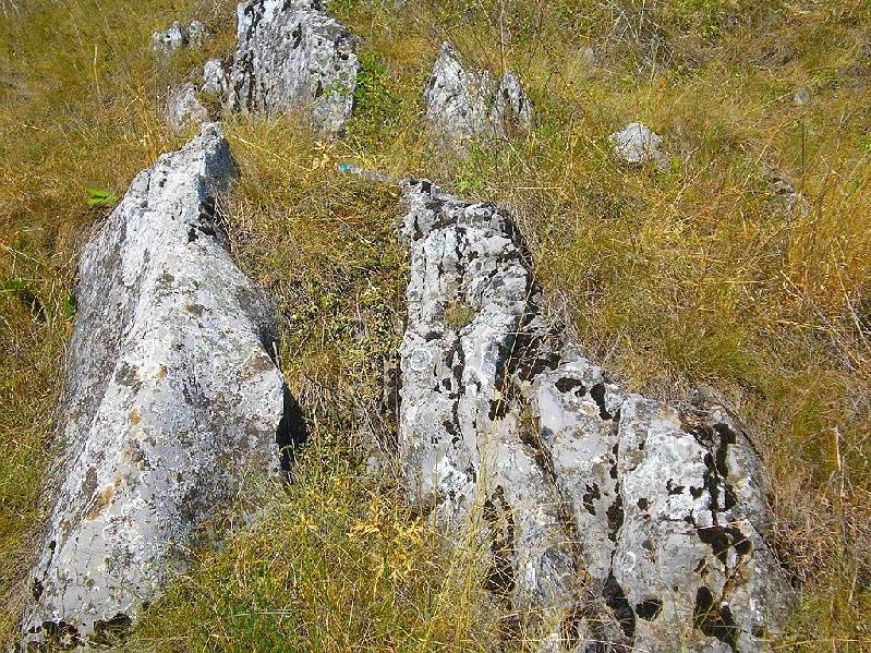 vissza