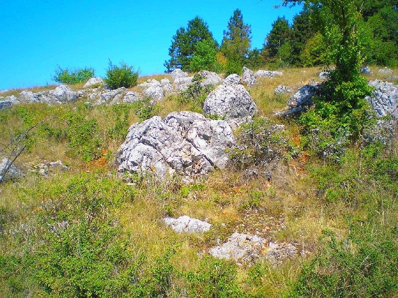 vissza