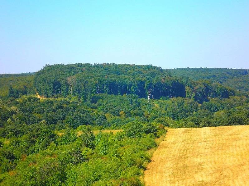 vissza