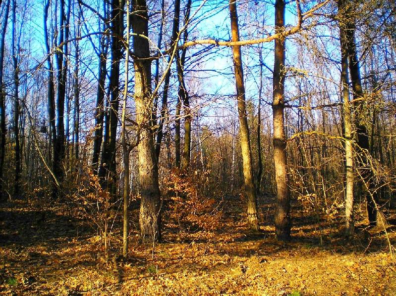 vissza