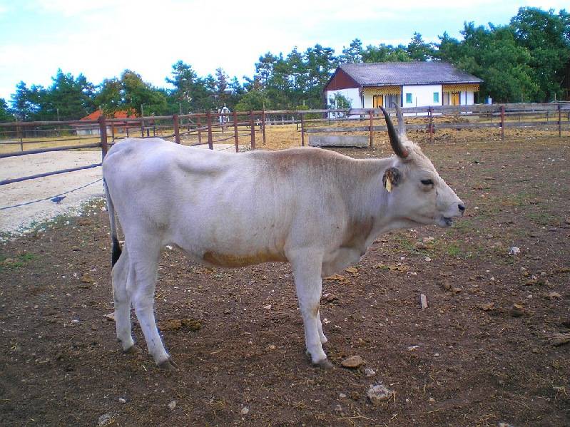 vissza