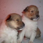 Puppies20110102