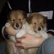 Puppies20110203