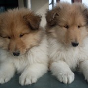 Puppies201201392