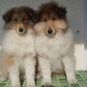 Puppies201202211