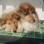 Puppies20120226