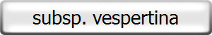 subsp. vespertina