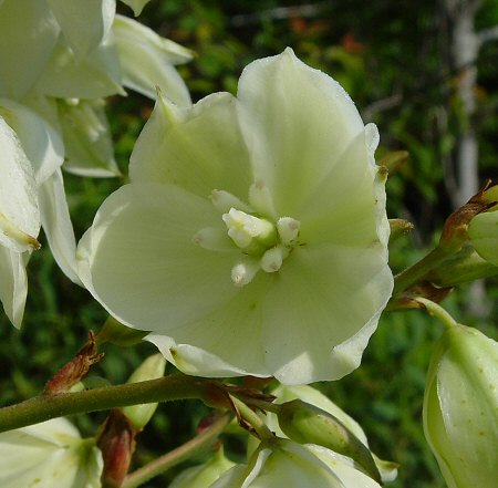 Yucca flaccida flower