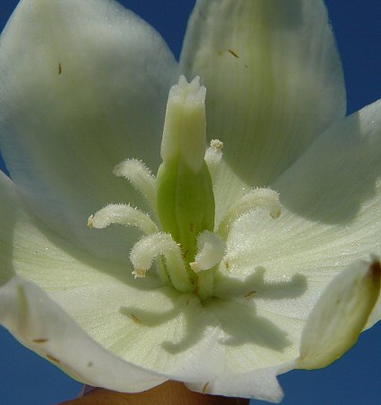 Yucca flaccida flower