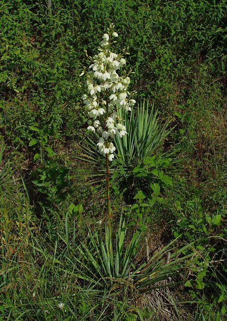 Yucca flaccida plant