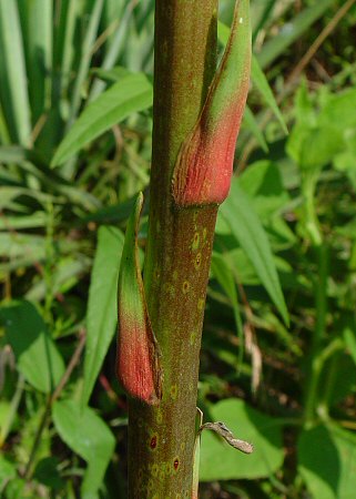 Yucca flaccida leaves