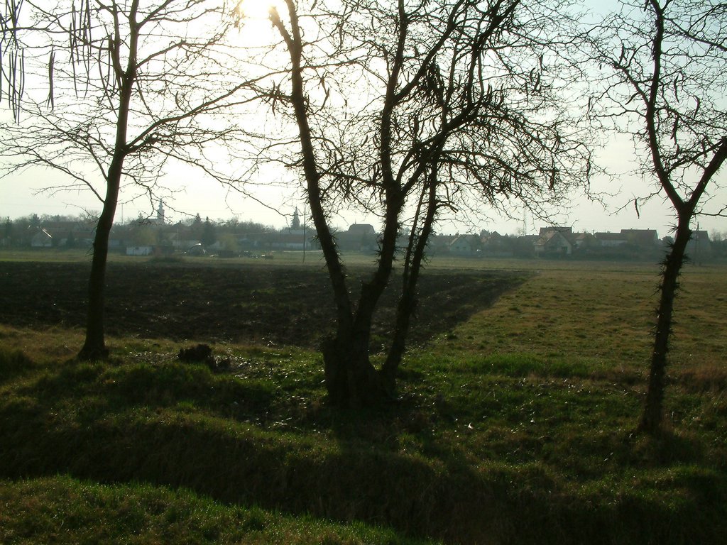 DSCF0010.JPG