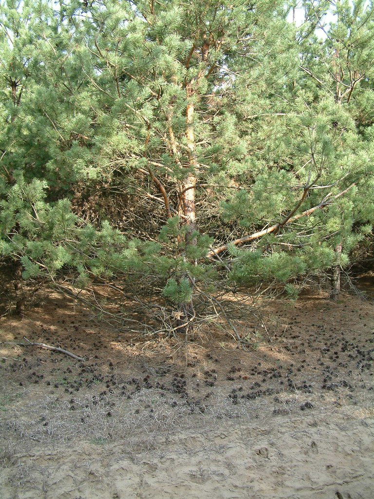 DSCF0016.JPG
