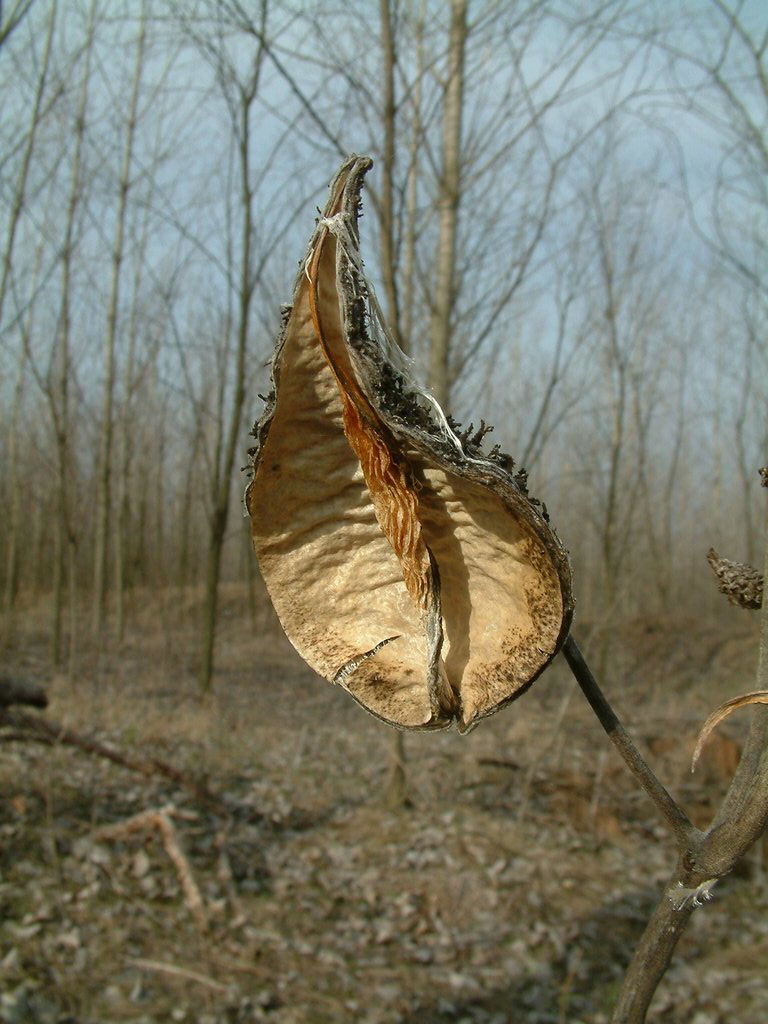 DSCF0019.JPG