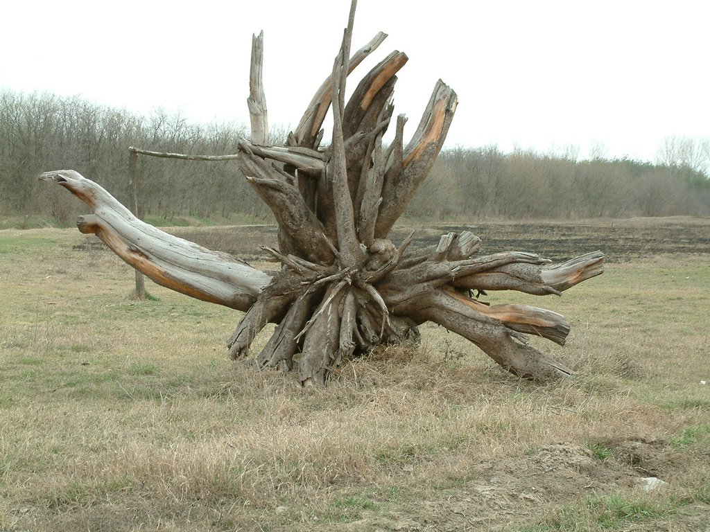 DSCF0035.JPG