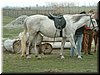 DSCF0052.JPG