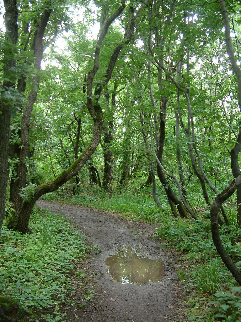 DSCF0027.JPG