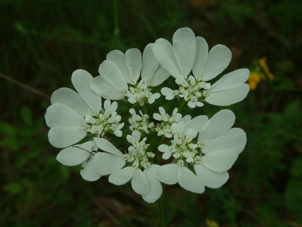 DSCF0038.JPG