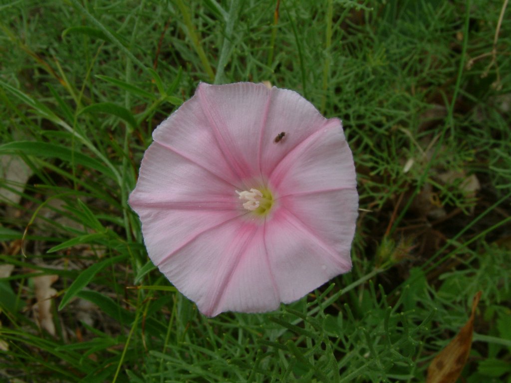 DSCF0042.JPG