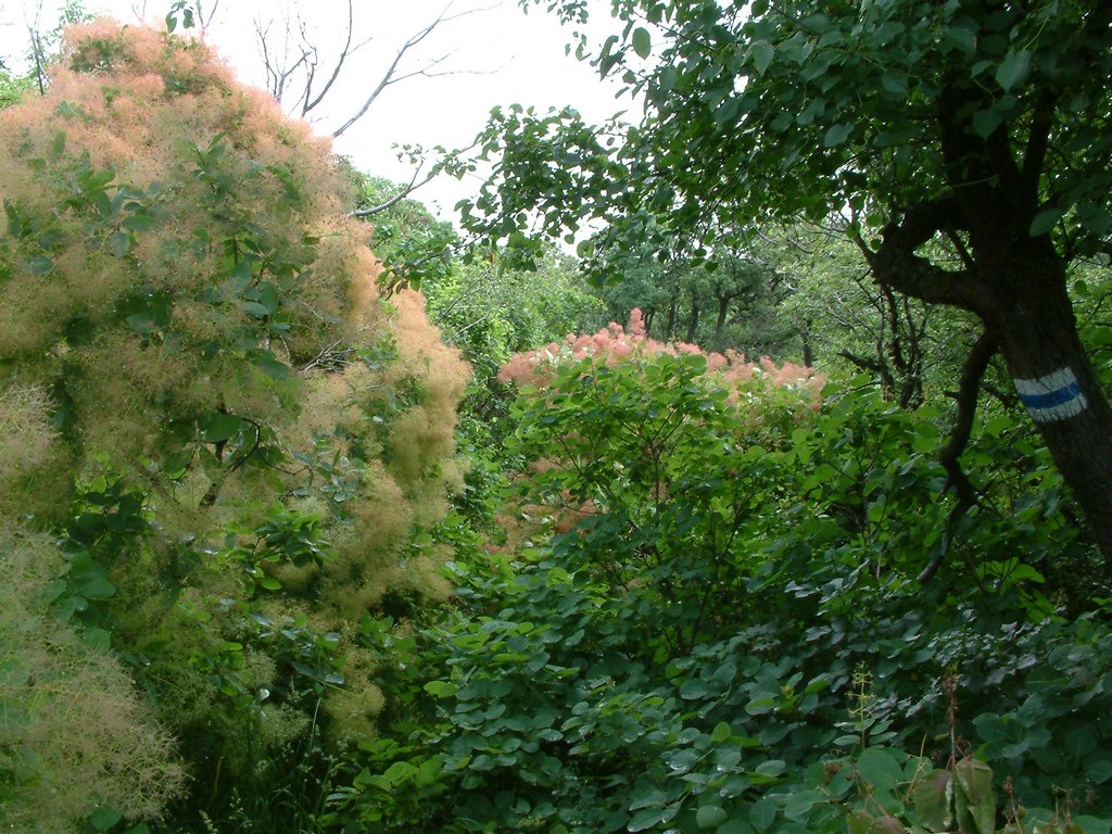 DSCF0044.JPG