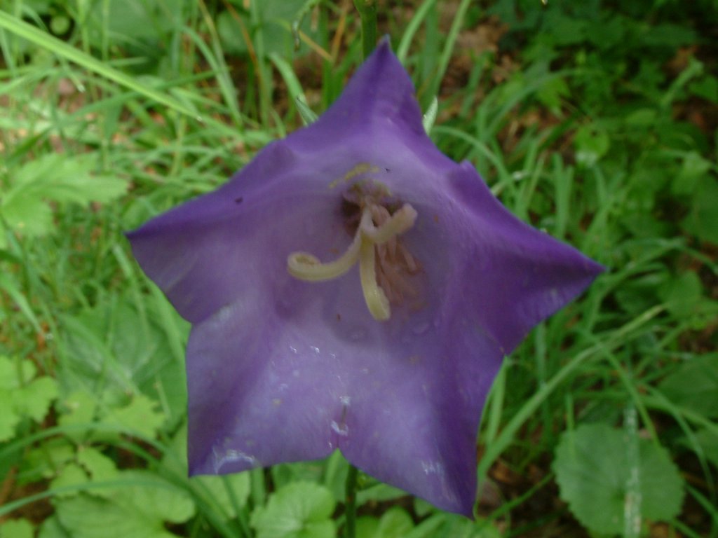 DSCF0045.JPG