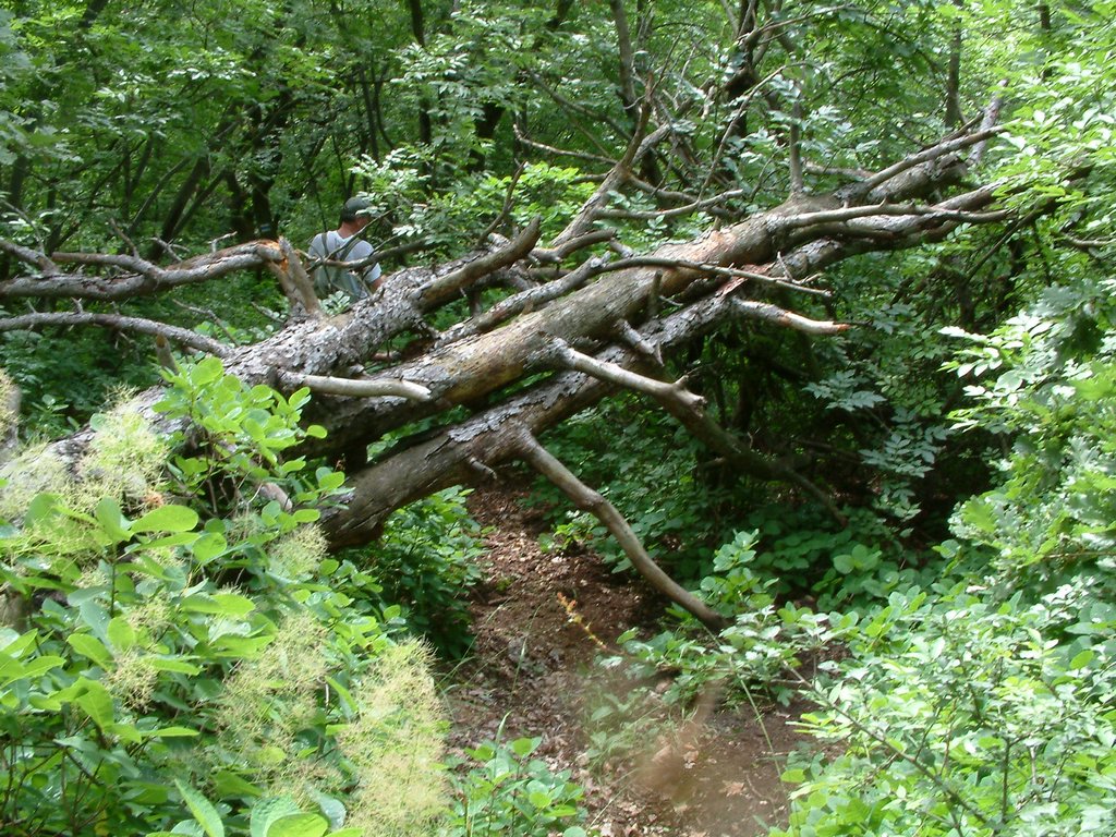 DSCF0046.JPG