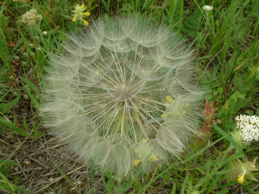 DSCF0058.JPG