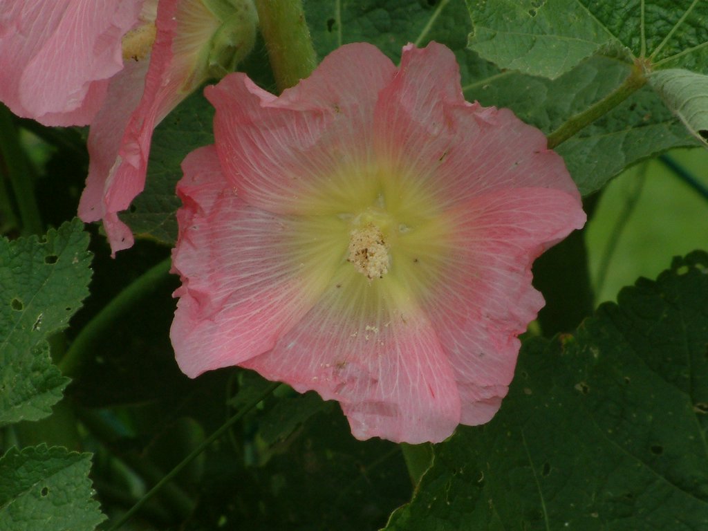 DSCF0068.JPG