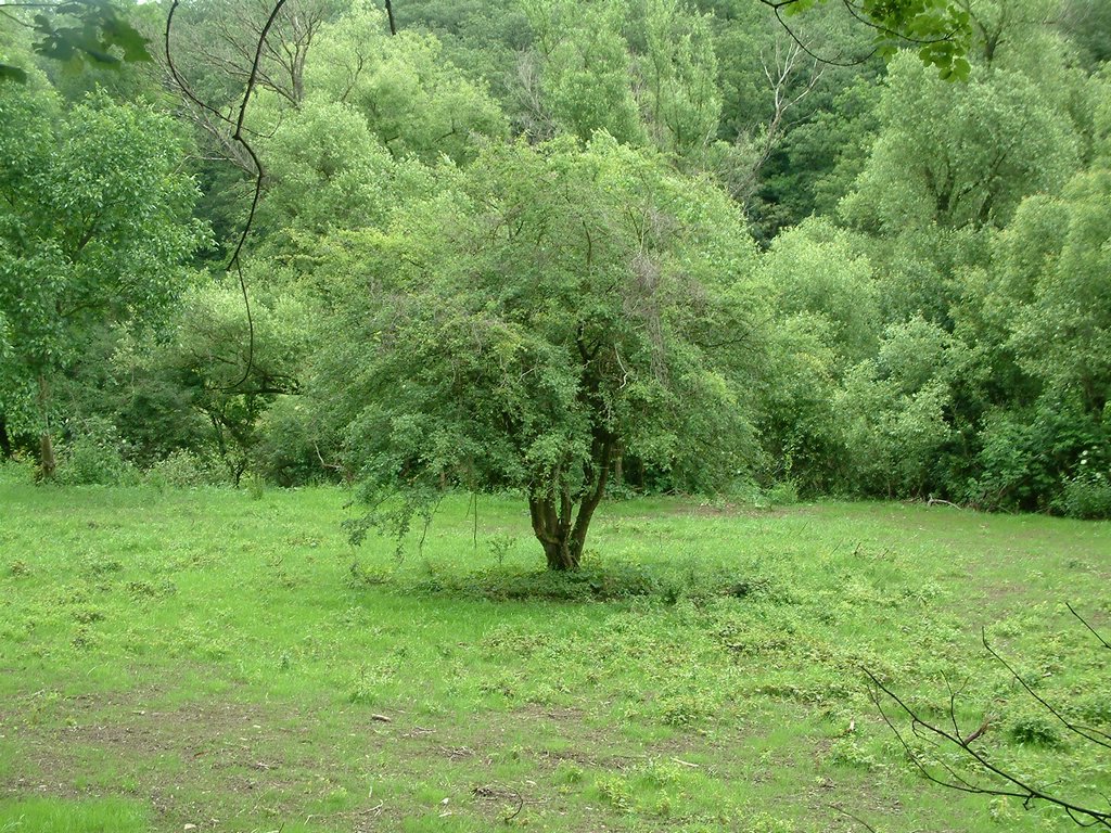 DSCF0074.JPG