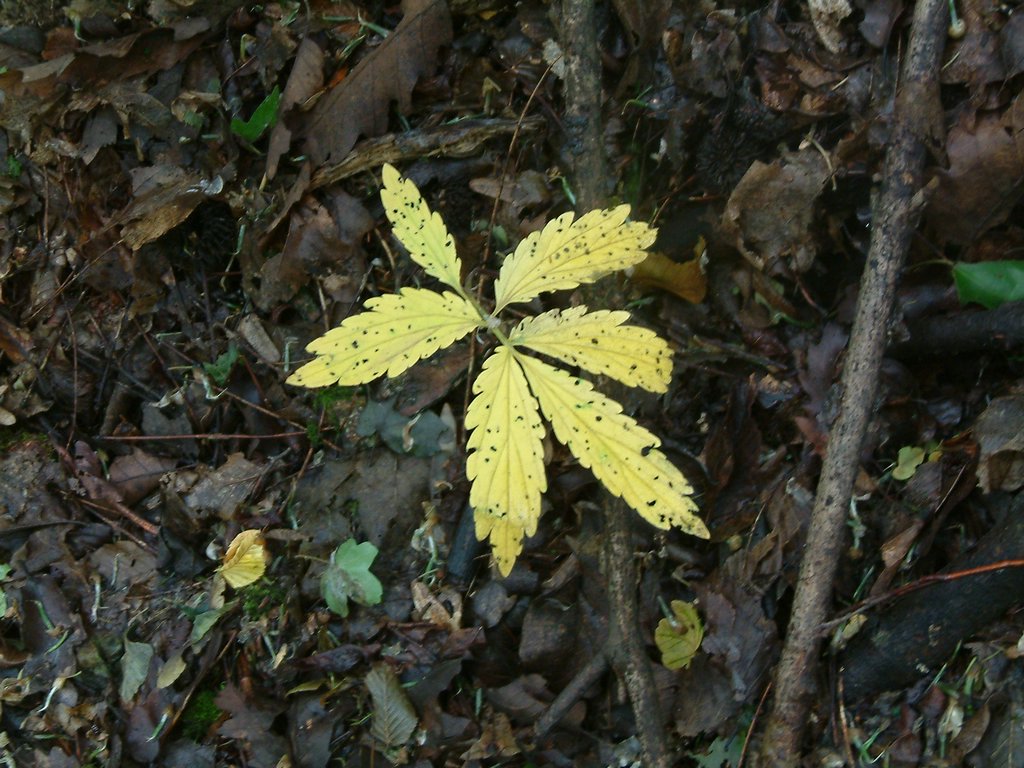 DSCF0081.JPG