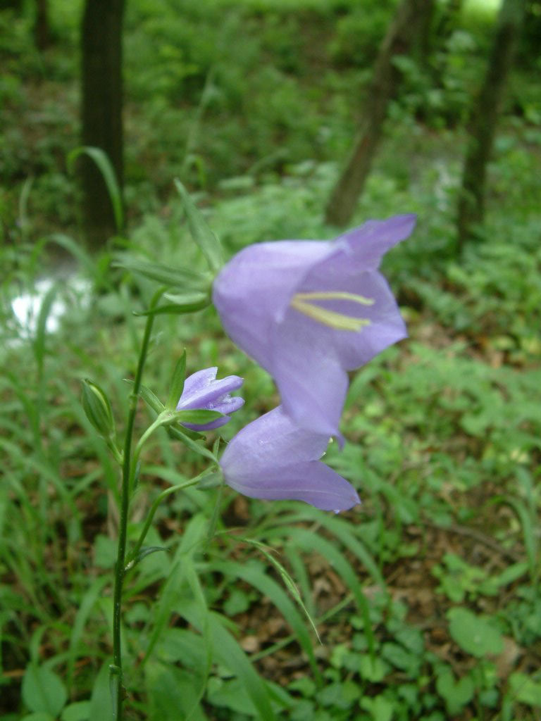 DSCF0084.JPG