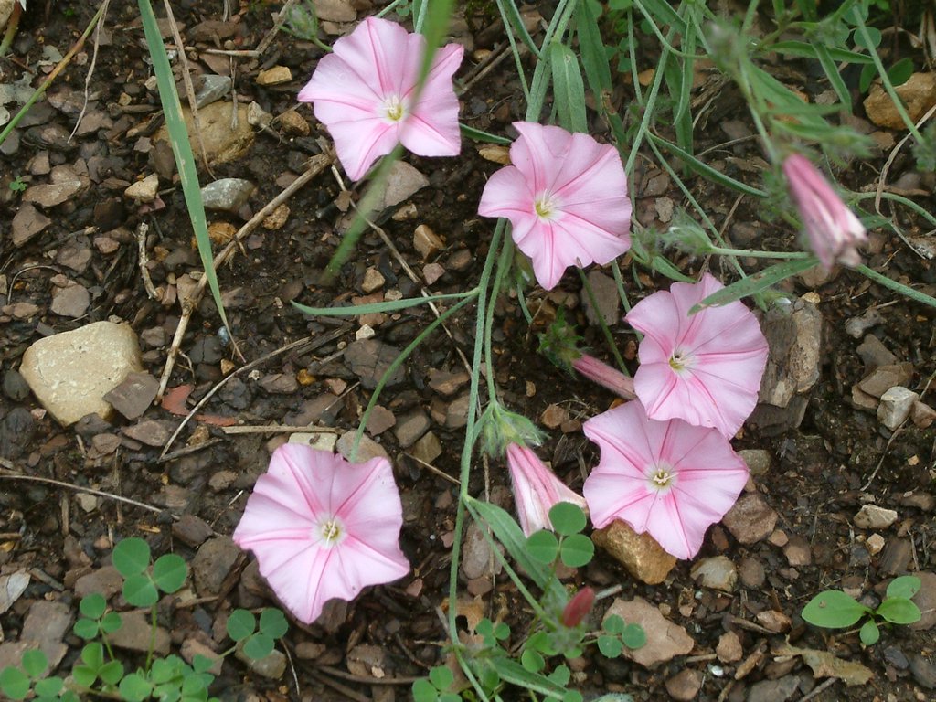 DSCF0090.JPG