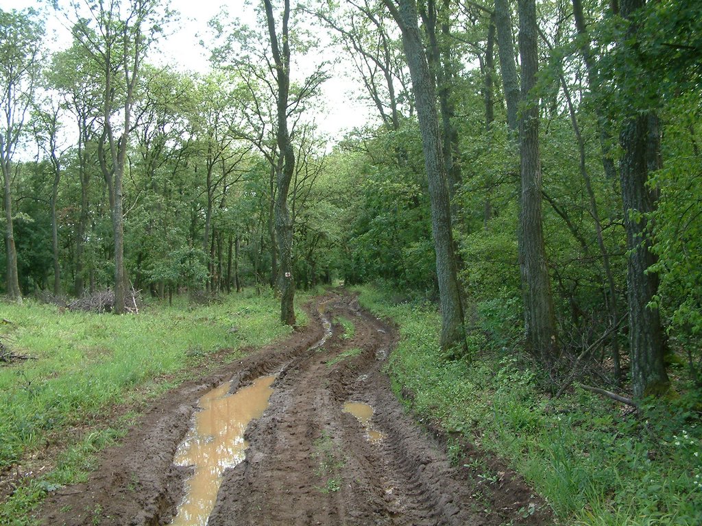 DSCF0102.JPG