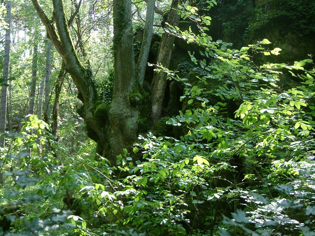 DSCF0111.JPG