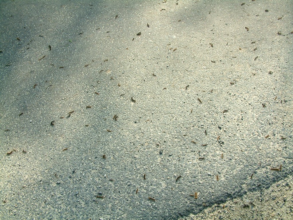 DSCF0118.JPG