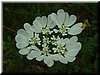 DSCF0038.JPG