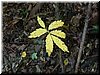 DSCF0081.JPG