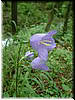 DSCF0084.JPG