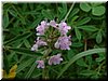 DSCF0091.JPG
