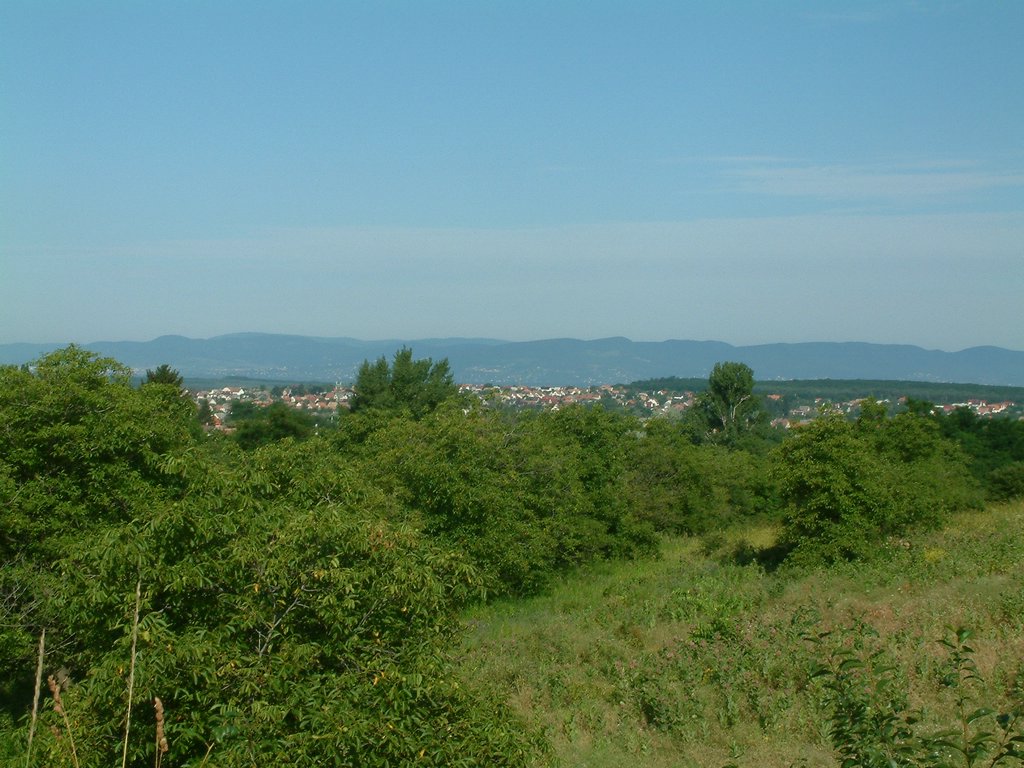 DSCF0002.JPG