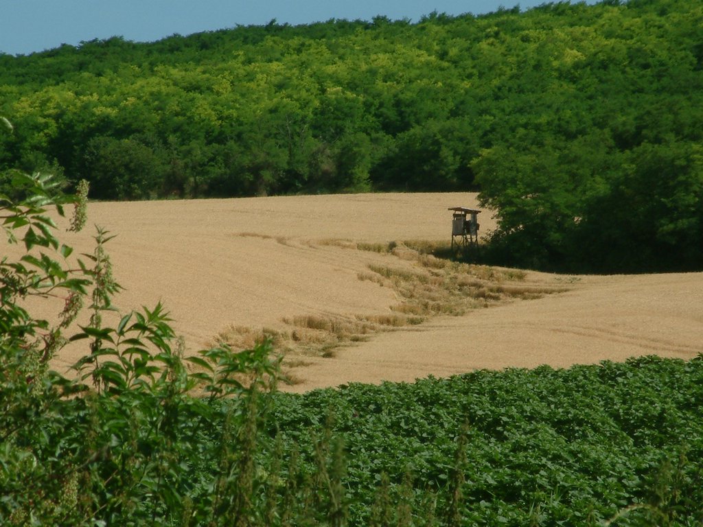 DSCF0016.JPG