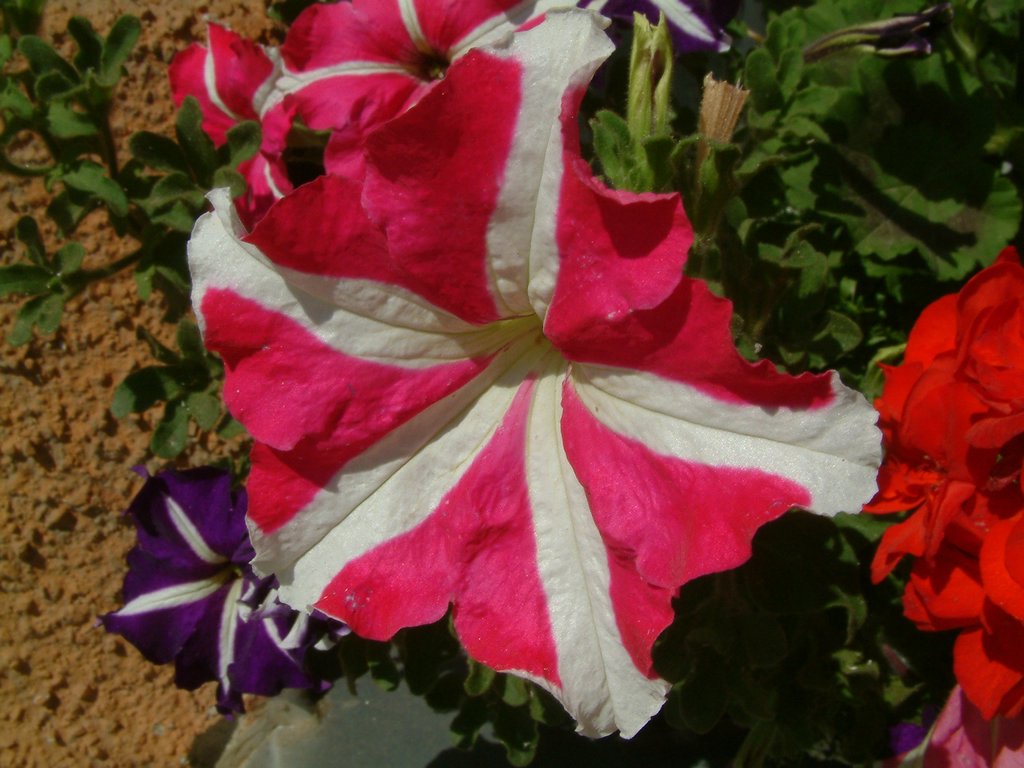 DSCF0019.JPG