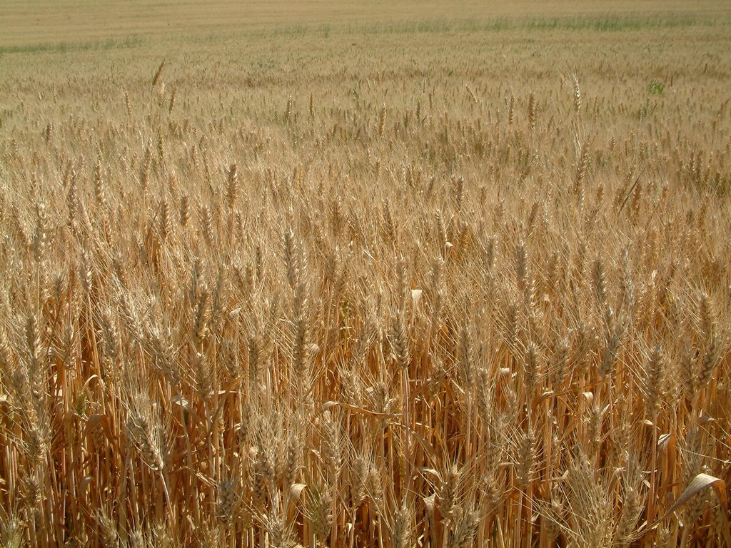 DSCF0024.JPG