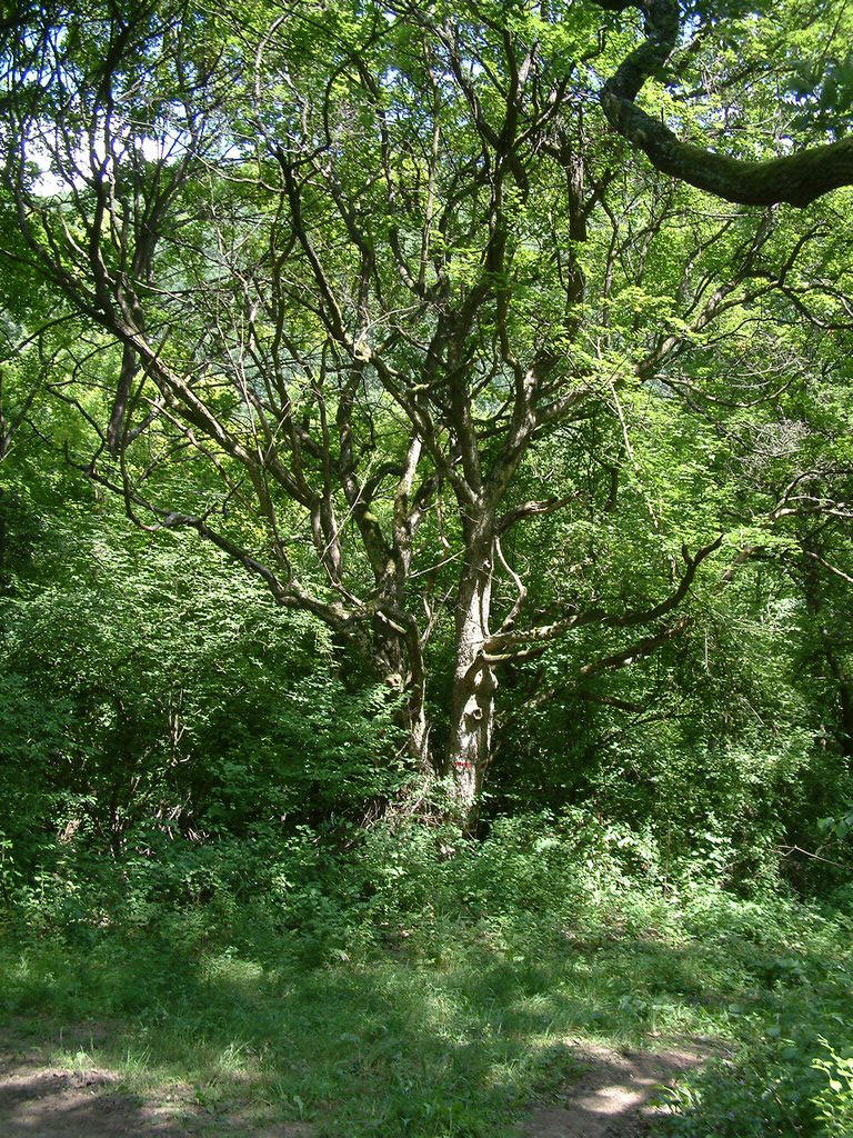 DSCF0062.JPG