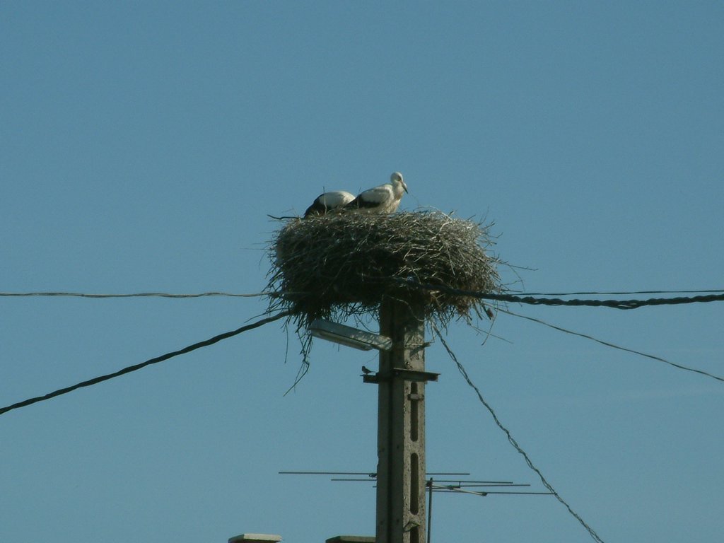 DSCF0084.JPG