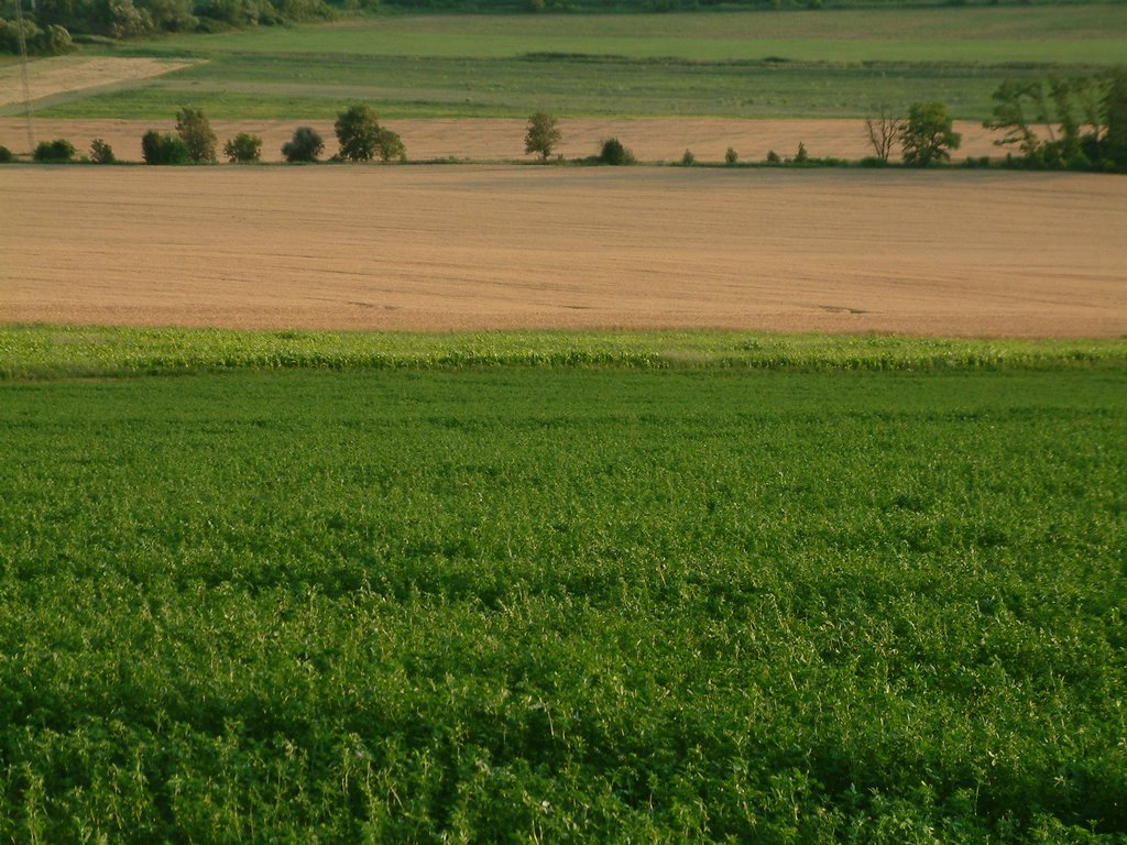 DSCF0089.JPG