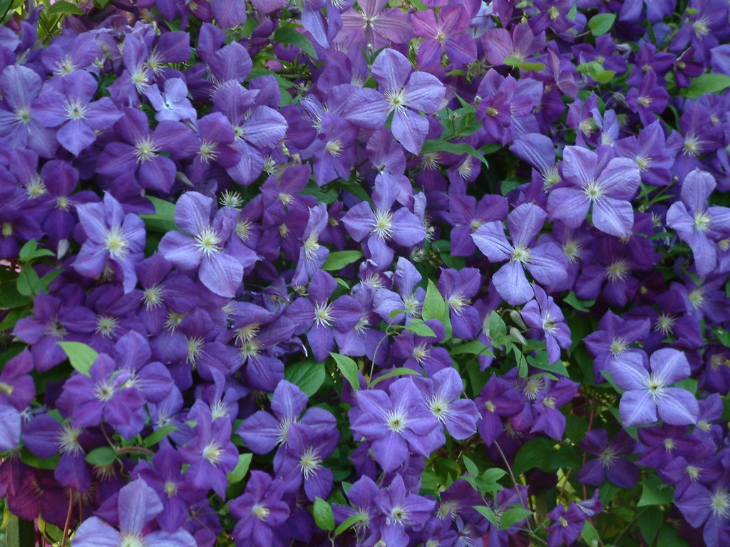 DSCF0090.JPG