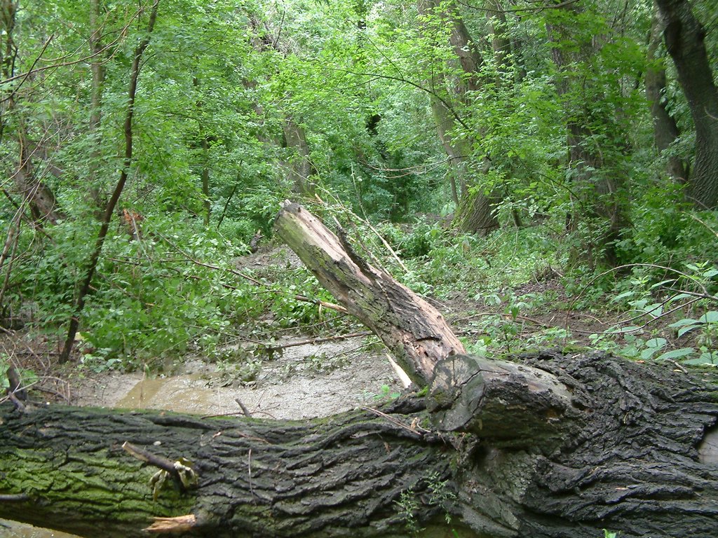 DSCF0009.JPG